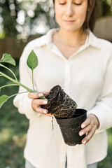 Woman transplants young plant in backyard