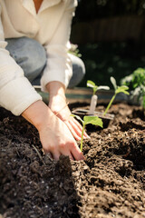 Hands planting a young seedling in sun-kissed soil