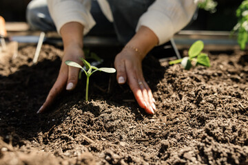 Gardener's hands carefully planting a seedling in soil