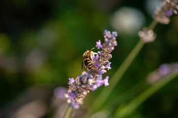 Wasp on lavender strand  in serene muted light, France