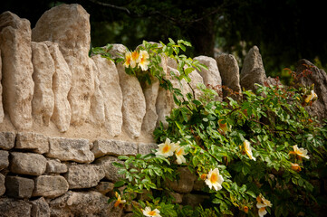 Roses cascade over a timeless textured ancient wall, Provence, France