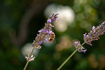 Wasp on lavender flower, in soft and tranquil light, France