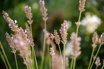 Wasp among lavender flowers in soothing and harmonious light, France