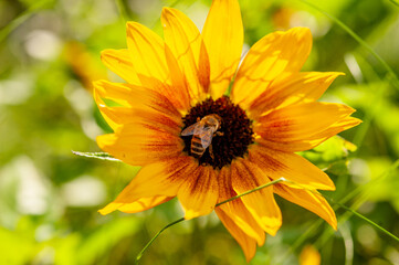 Honeybee on sunflower in sunny botanical garden