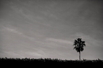 Lone palm tree stands against a moody sky, elegance in simplicity.