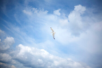 Seagull soaring gracefully against blue sky dotted with clouds.