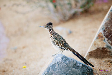 Alert roadrunner perched on rock, surveying arid terrain.