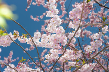 cherry blossoms on a blue sky in spring