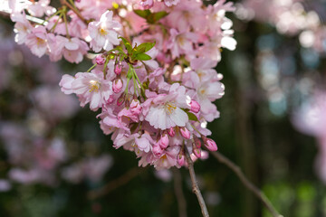 close-up of pink blossoms on a darkish bokeh background