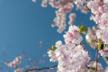 space for copy and design with spring blossom theme