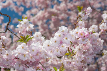 close-up of pink flowers on a defocused floral and sky background