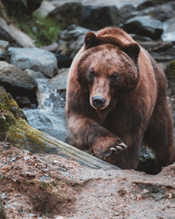 the large brown bear walks along the creek bank with rocks