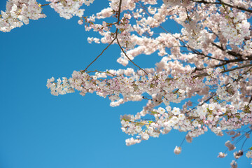 blue sky and branches with many flowers