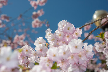 close-up of pink blossoms on a blue sky