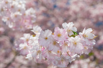 close-up of double-pink cherry blossoms on a creamy bokeh background