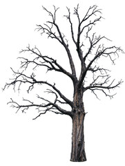 Fototapeta premium Gloomy dead tree