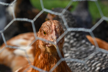 chicken in the fence