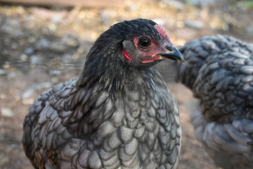 portrait of a chicken