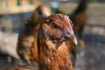 portrait of a chicken