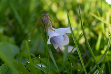 purple viola flowers in spring