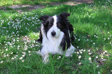 GUADALAJARA, SPAIN-21 APRIL: BORDER COLLIE