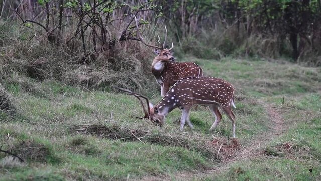 Two male spotted deer grazing and running around in Tadoba national park