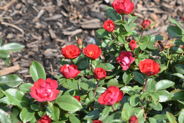 Obraz premium red flowers