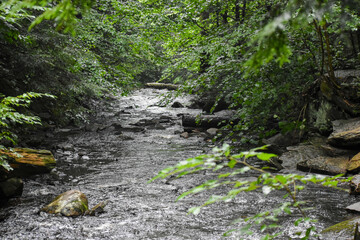 stream in the forest