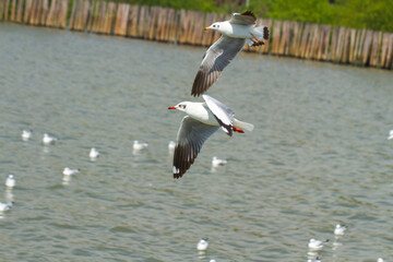 Seagulls is flying.Seagulls are flying above the flock of seagulls floating on the water.