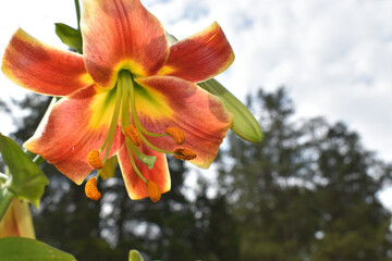 red and yellow flower