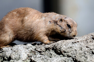 プレーリードッグ