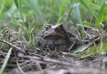 frog in the grass