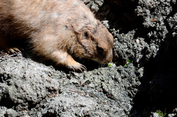 プレーリードッグ