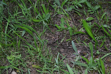 Camouflage Frog in the Grass
