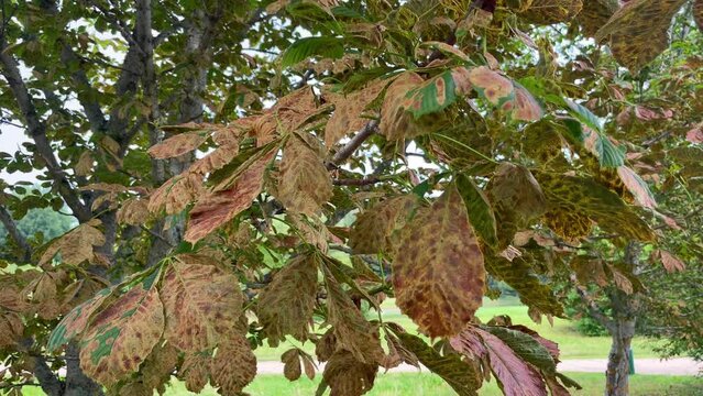 Horse chestnut leaf on tree damaged with Horse chestnut leaf miner Cameraria ohridella