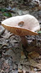 mushroom in the woods