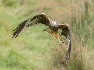Red Kite soaring gracefully in Wales.
