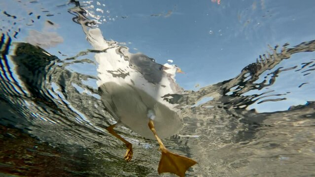 Underwater view, A group of seagulls fly and land on water in the coastal area, on blue sky background, Bottom view, Slow motion, Close up