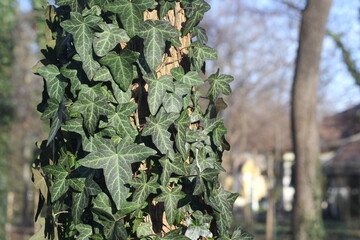A fragment of a tree, covered with vines of ivy leaves