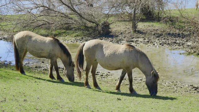 A pair of wild horses with baby grazing in a meadow on a sunny day on the alluvial valley at Danube delta, Slow motion. Wild Konik or Polish primitive horse