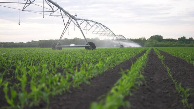 agriculture irrigation. irrigation a machinery wheels irrigate green sprouts corn field water drops. agriculture irrigation business concept. irrigation sunlight tractor corn plantation