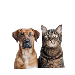 cat and dog