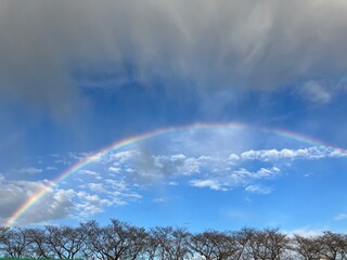雨上がりの空に大きな虹が‥
