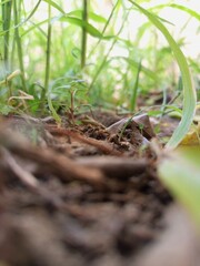 life in the garden