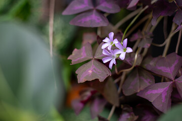 Oxalis triangularis plant with flower. Purple shamrock with space for text.