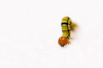 A small caterpillar / inchworm — most likely a snowbush spanworm (Melanchroia chephise), in...