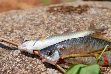 A river fish mercilessly stuck a branch in its mouth. Fish that were hunted on the rocks along the river were hunted down as food for the rural people.