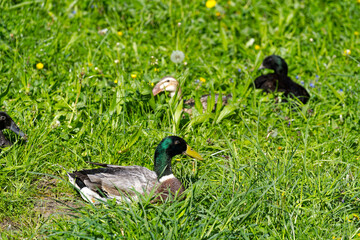Group of male and female Indian Runner ducks sitting in meadow on a sunny spring day at Swiss farm. Photo taken April 27th, 2024, Zurich, Switzerland.