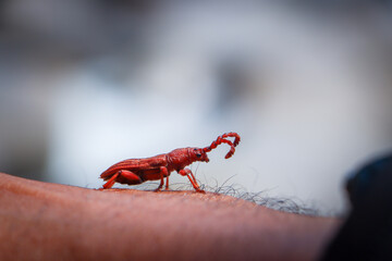 Brentidae a reddish-brown beetle, looks cute, a small creature on the hand. Amazingly beautiful red...