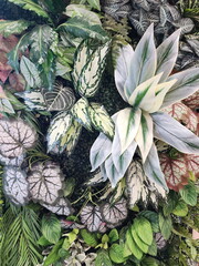 Artificial plants made of plastic and fabric are popular for decorating places. Fake plants include zebra plants, Begonia spp hybrids, Begonia, Calathea, Chinese Evergreen, Backgrounds of ornamental
